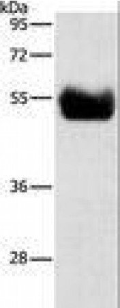 Anti-BACE1 / BACE Antibody MX-C403859