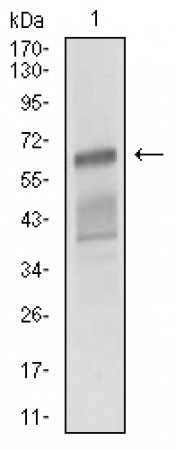ALCAM Primary Antibody MP30528 [M4H9A5]