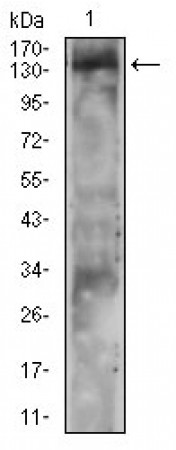 PLCG2 Primary Antibody MP30725 [M3A8B6]