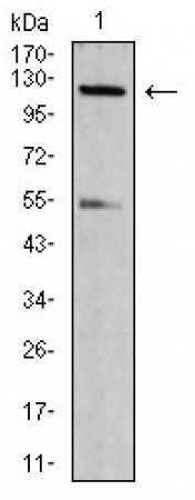 phospho-NLRC4(Ser-533) Primary Antibody MP30943 [M4B7B7]