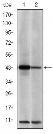 c-Jun Primary Antibody MP30246 [M5B1]