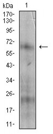 NT5E Primary Antibody MP30614 [M4G6E3]
