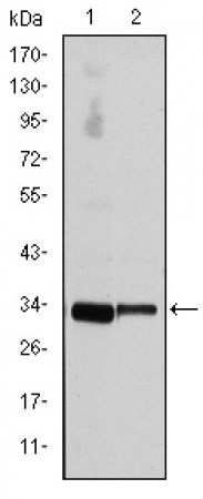 CCND3 Primary Antibody MP30186 [M6H4]