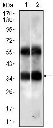 PPP2CB Primary Antibody MP20443 [M4D2C7]