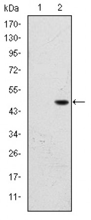 BPTF Primary Antibody MP30202 [M2F10]