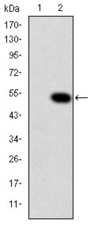 CRK Primary Antibody MP30256 [M3G11C1]