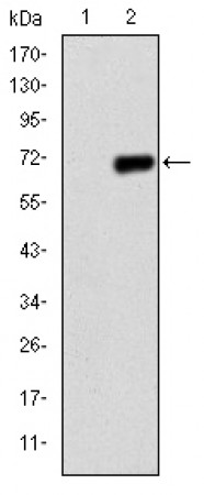 PGC-1alpha Primary Antibody MP30265 [M1G8]