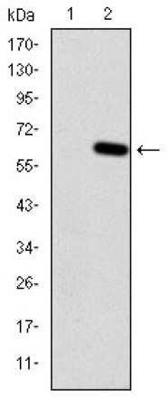 ARRB1 Primary Antibody MP30649T [M4E11B1]