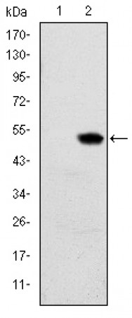RBP4 Primary Antibody MP30196 [M4C2]