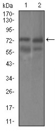 GUCY1A3 Primary Antibody MP30467P [M3G6B2]
