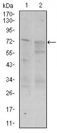 CD55 Primary Antibody MP30422 [M3F12]