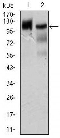 HSL Primary Antibody MP20437 [M4B7B2]