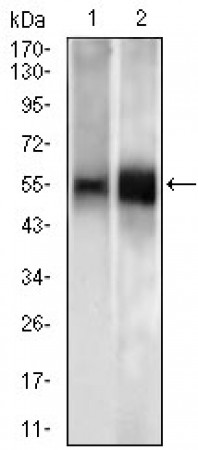 TBLR1 Primary Antibody MP20444 [M5A9G10]