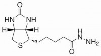 MC30949 生物素酰肼 [66640-86-6]