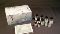 Human Substance K / Neurokinin A ELISA Kit (Competitive EIA) - MX-F39447