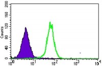 MRPL42 Primary Antibody  MP30475P[M3H6G11]