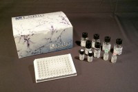 Human Substance K / Neurokinin A ELISA Kit (Competitive EIA) - MX-F8684