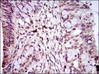 PIWIL4 Primary Antibody  MP30470A [M10G9B11]
