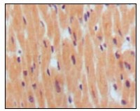 BNP Primary Antibody MP20156 [M8D5B4C11]