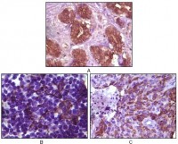 BLK Primary Antibody MP20085 [M9D10D1]