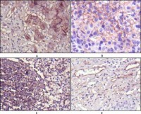 NT5E Primary Antibody MP20369 [M1D7]