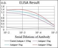 MuRF1 Primary Antibody MP30706 [M6H6D4]
