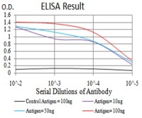 phospho-Eralpha(Tyr-537) Primary Antibody MP30930 [M3C6C6]
