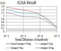 Phospho-4E-BP1 (Ser65) Primary Antibody MP31175 [M2D1G11]