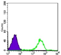 FAK (phospho Y397) Primary Antibody MXEP2160Y