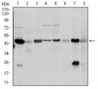 ASS1 Primary Antibody MP30321 [M2C10]