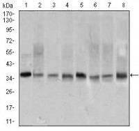 PCNA Primary Antibody MP30453A  [M7H4F8]