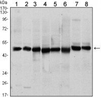 ST13 Primary Antibody MP20419 [M3B10]