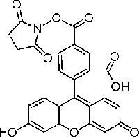 MC51861  5-羧基荧光素琥珀酰亚胺酯  [92557-80-7]