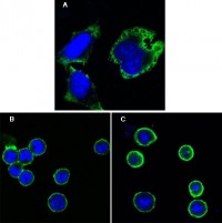 MPS1 Primary Antibody MP20352 [M7E3]