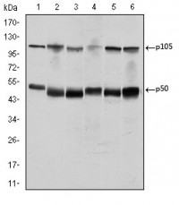 NFKB1 Primary Antibody MP30234 [M5D10D11]