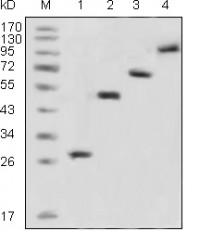 GFP Primary Antibody MP20144 [M4B10B2]