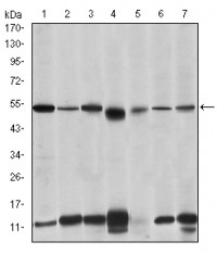 IRAK4 Primary Antibody MP30248 [M2H9]