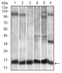 CCL2 Primary Antibody MP30351 [M2D8]