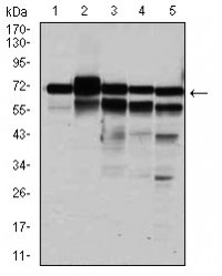 RPA1 Primary Antibody MP30348 [M4C4]