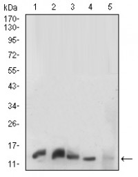 HH3 Primary Antibody MP30741 [M6D3B9]