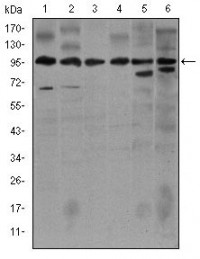 NOS2 Primary Antibody MP30368 [M4E5]