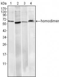 Pirh2 Primary Antibody MP30005 [M1H10]