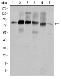 CTTN Primary Antibody MP30188 [M4C6]
