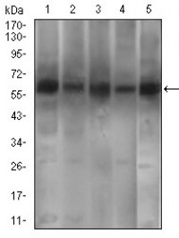 PDE1B Primary Antibody  MP30465P [M10B10B12]