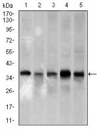 PCNA Primary Antibody MP30453P [M7H4F8]