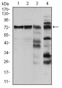 RAF1 Primary Antibody MP30325 [M4G4]