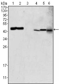 GOT2 Primary Antibody MP30004 [M3E9]