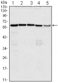 CDC25C Primary Antibody MP30022 [M1F12]