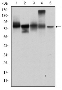 JUP Primary Antibody MP30270 [M4C12]