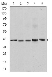 c-Rel Primary Antibody MP30223 [M1E7]